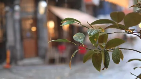 A close-up view of tree leaves with rain drops in front of a blurred urban .. Vidéo 332578741