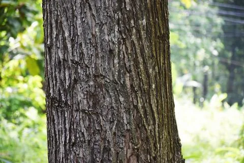 Close up view of a tree in the middle of forest Stock Photos