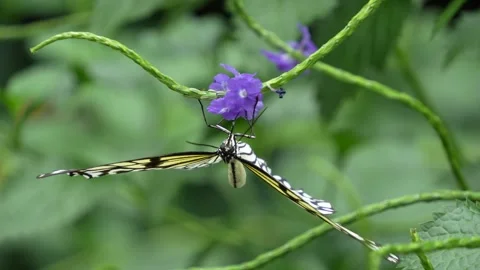 Close up view of a tree nymph butterfly Stock Footage 251714453