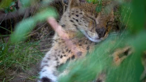 Close view of a tree nymph butterfly Stock-Footage 251741172