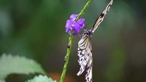 Close view of a tree nymph butterfly Stock Footage 251759215