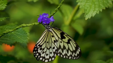 A Close view of a tree nymph butterfly Stock Footage 256103301