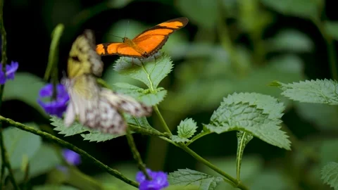 A Close view of a tree nymph butterfly Stock Footage 256103985