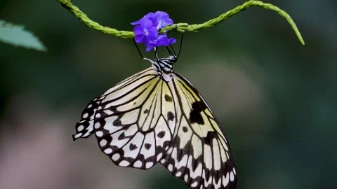 Close up view of a tree nymph butterfly Stock Footage 256250682