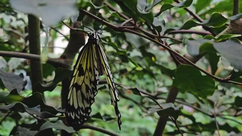 Close up view of a tree nymph butterfly Stock Footage 259484860