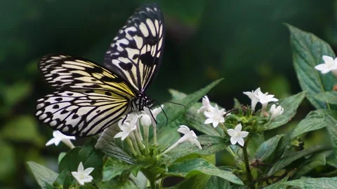 Close view of a tree nymph butterfly  Stock Footage 267593111