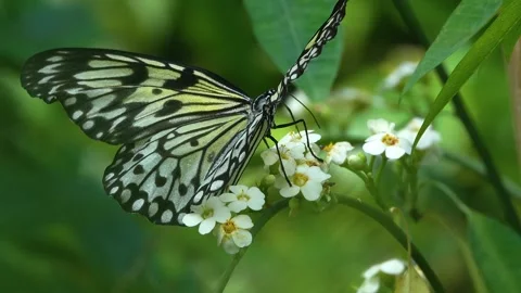 Close up view of a tree nymph butterfly Stock Footage 270486649