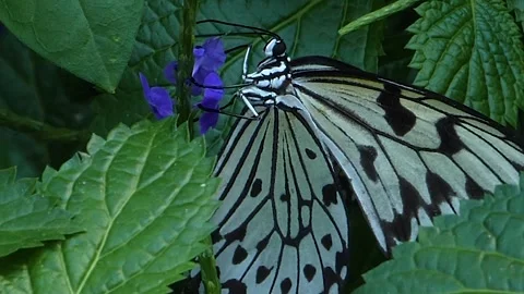 Close up view of a tree nymph butterfly Stock Footage 309340322