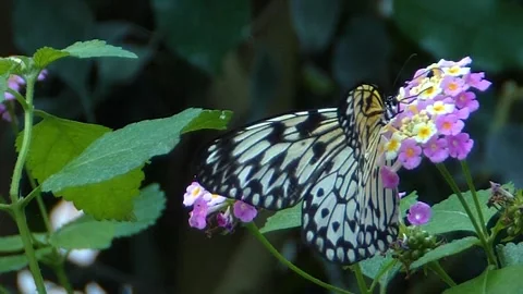 Close up view of a tree nymph butterfly Stock Footage 309340330
