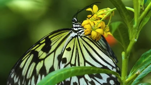 Close up view of a tree nymph butterfly Stock Footage 310144039
