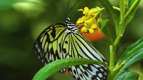 Close up view of a tree nymph butterfly Stock Footage 310144046