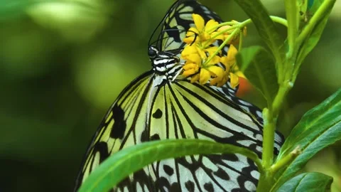 Close up view of a tree nymph butterfly Stock Footage 310144047
