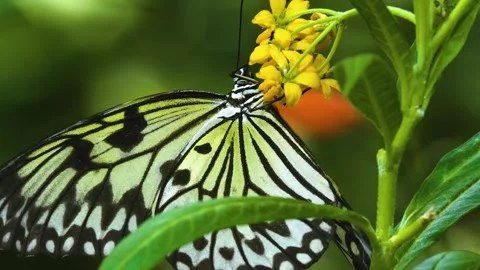 Close up view of a tree nymph butterfly Stock Footage 310144053