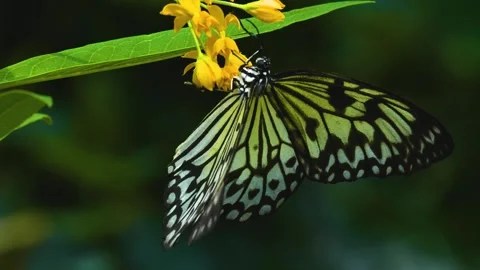 Close up view of a tree nymph butterfly Stock Footage 310144087