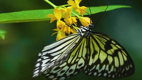 Close up view of a tree nymph butterfly Stock Footage 310144088