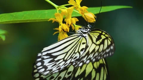 Close up view of a tree nymph butterfly Stock Footage 310144139