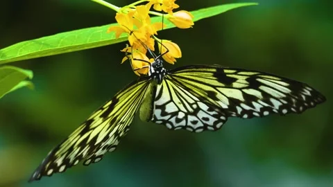 Close up view of a tree nymph butterfly Stock Footage 310144178