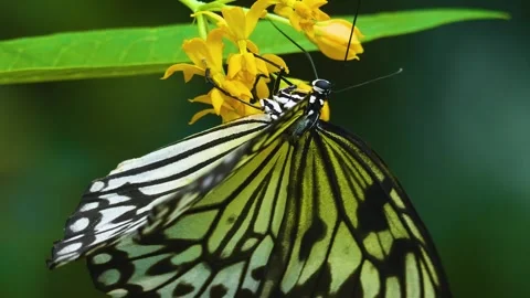 Close up view of a tree nymph butterfly Stock Footage 310144203