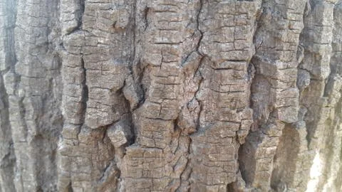 Close up view of tree peel macro close up texture for background and texture Stock Photos