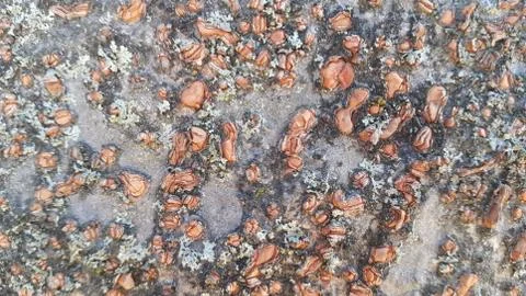 Close up view of tree peel macro close up texture for background and texture Stock Photos