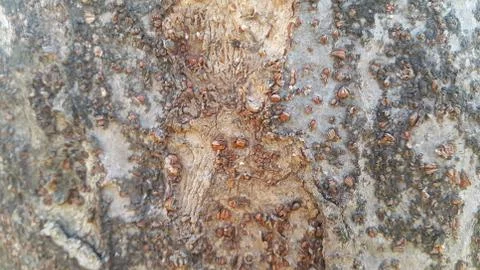 Close up view of tree peel macro close up texture for background and texture Stock Photos