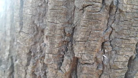 Close up view of tree peel macro close up texture for background and texture Foto stock