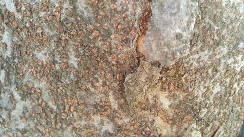 Close up view of tree peel macro close up texture for background and texture Stock Photos