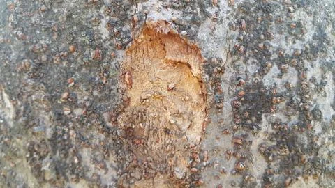 Close up view of tree peel macro close up texture for background and texture Foto stock