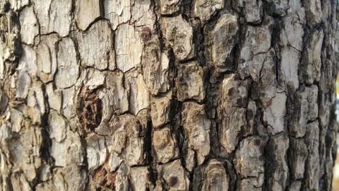 Close up view of tree peel: Macro close up texture for background and texture Foto stock