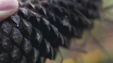 CLOSE VIEW OF A TREE PINEAPPLE Stock Footage 100466322