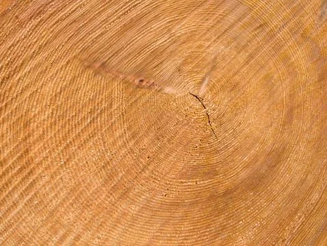 Close view of tree rings showing growth patterns from a forest in early spring Stock Photos