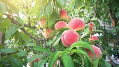 Close-up view of Tree with Ripe Peaches in the garden Stock Footage 138701324