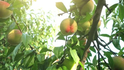 Close-up view of Tree with Ripe Peaches in the garden Stock Footage 138703937