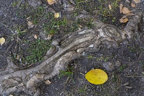 A close-up view of the tree root and fallen leaves around it in autumn Stock Photos