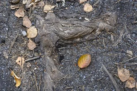 A close-up view of the tree root and fallen leaves around it in autumn Stock Photos