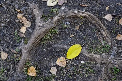 A close-up view of the tree root and fallen leaves around it in autumn Stock Photos