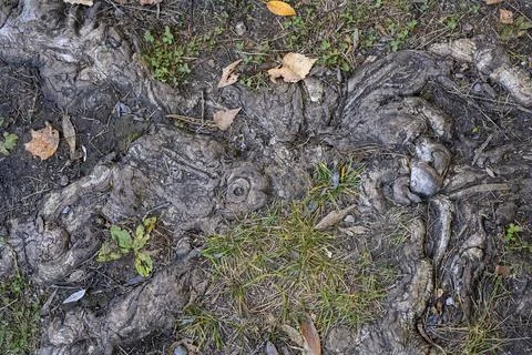 A close-up view of the tree root and fallen leaves around it in autumn Stock Photos