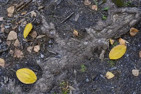 A close-up view of the tree root and fallen leaves around it in autumn Stock Photos
