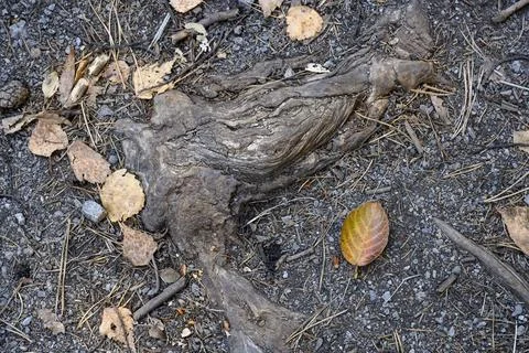 A close-up view of the tree root and fallen leaves around it in autumn Stock Photos