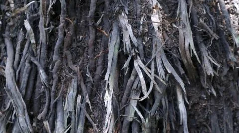 Close-up view of tree roots growing out of the ground Fotos de archivo