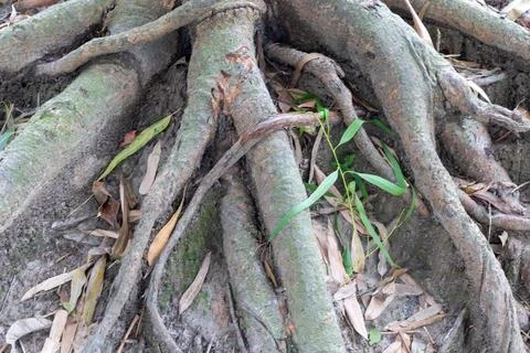 A close-up view of tree roots growing in the ground with leaves and twigs Stock-Fotos