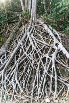 The close-up view of tree roots Foto stock