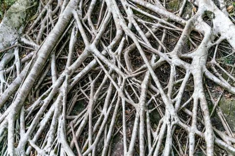 The close-up view of tree roots Stock Photos