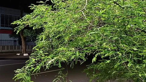 Close up view of a tree on the side of the road Foto stock