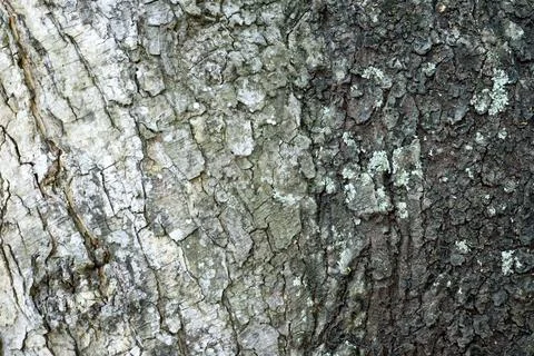 A close up view of tree skin texture, showcasing the rough, natural pattern.. Stock Photos