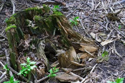 Close-up view on the tree stump with green moss Foto stock