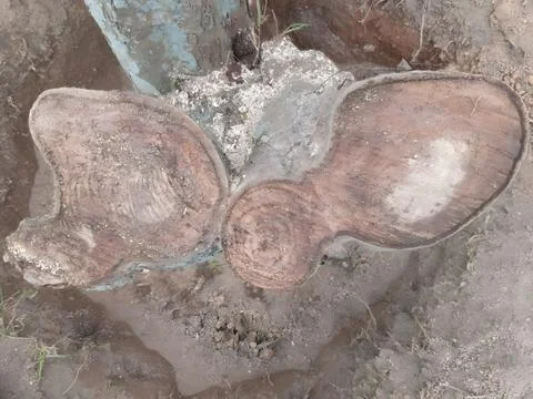 A close-up view of a tree stump Stock Photos