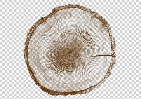 Close up view of a tree stump showing detailed growth rings and dark bark t.. Ilustração Stock