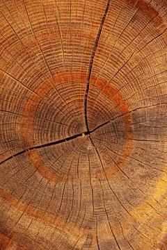 Close-up view of a tree stump showing detailed growth rings and texture, hi.. Stock Photos
