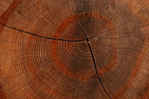 Close-up view of a tree stump showing detailed growth rings and texture, hi.. Stock Photos